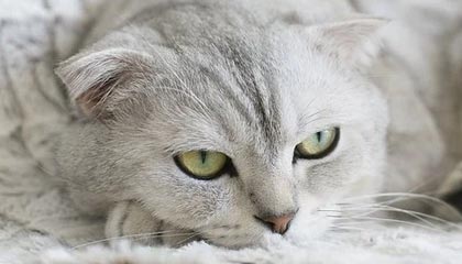 【森木博客主题】配置和使用教程